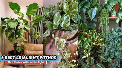 Indoor plant guide: Best pothos for apartments and homes