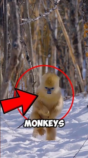 Top 5 Rarest Monkeys in the World (The Last One Looks Unreal!)