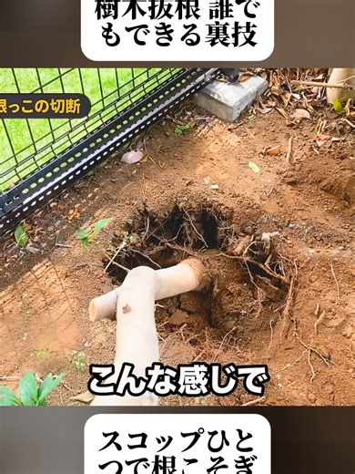 【樹木の抜根！時短のコツはひとつだけ】超絶簡単！スコップの向きを変えるだけ. (4/4) #抜根作業 #庭木 #DIY #ライフハック #園芸 #アウトドア #園芸初心者 #fyp #foryoupage❤️❤️ #trendingvideo #viral