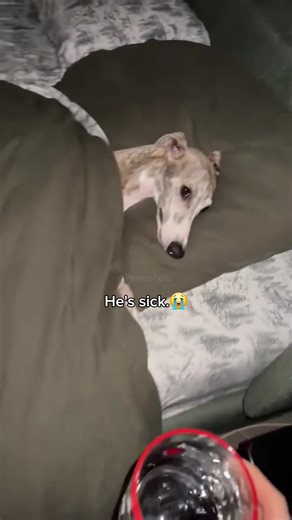 Spoiled Dogs: Hilarious Moments with Pampered Pups