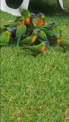 Port Stephens Lorikeets Squabbling