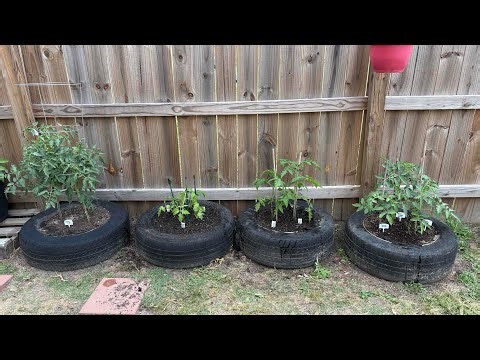Phase II of Tomato Boulevard Install/ Tire Tomatoes!