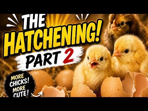 The Hatchening Part 2! 🐣 More Chicks Are Hatching!