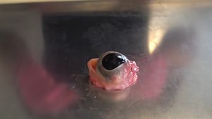 Eyeballs Bounce If You Drop Them Down Stairs, Apparently