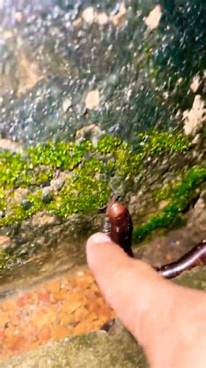 Millipede Crawls Outdoor near water pool fall with nature sound #millipede #viral #animals #shorts