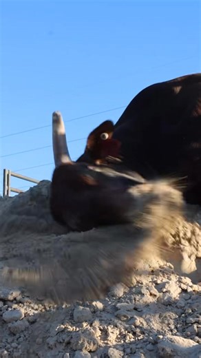 Bucking Bull ASMR | American Bucking Bull Inc.