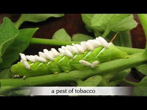 HERBICIDE RESISTANCE IN TRANSGENIC PLANTS