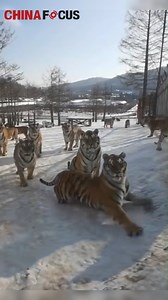 Tiger: Even with four legs it's still too slippery to stand on！ | China Focus