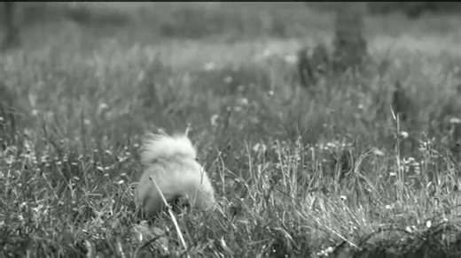 Royal Canin TV Spot, 'Dogs Are Different: Puppies'