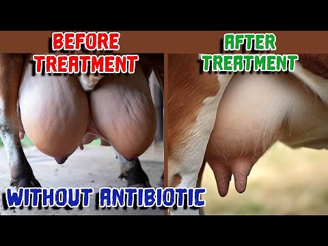 Stop Your Cow's Udder Edema Today Without Antibiotics! | Podugu vapu | Mastitis