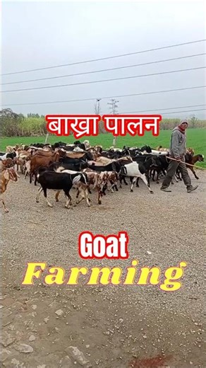 Goat farming | #farming #goats #farmer | lovely goats walking on the road