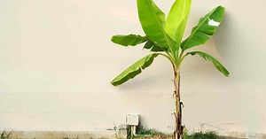 How To Grow and Care For Banana Tree Plant