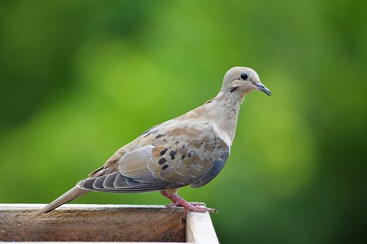 Mourning Dove Lifespan: How Long Do Doves Live?