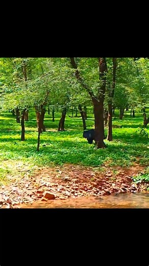 sloth bear with natural sound #भालू #रणथंभौरराष्ट्रीयउद्यान #wildlife #nature #forest #tourism