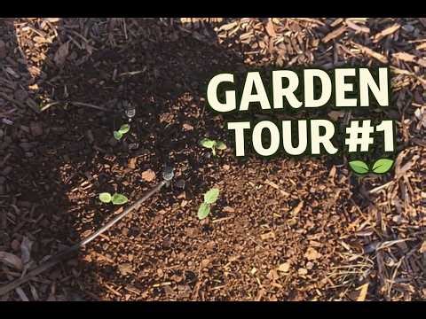 Backyard Garden Walkthrough | Raised Beds, Irrigation Setup & What I’m Growing