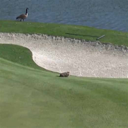 59K views · 370 reactions | We've got a Caddyshack scene unfolding in real life at Liberty National.  : Golf Channel & Peacock | Mizuho Americas Open | Golf Channel | Facebook