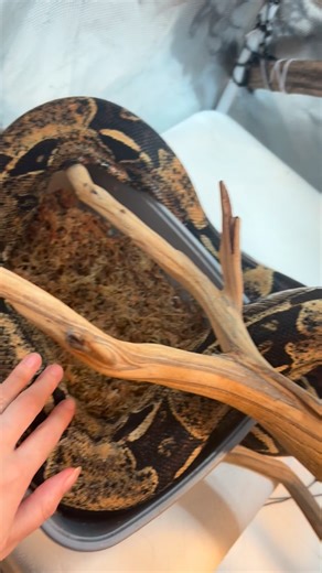 Noodle our 13 year old male boa constrictor has surgery tomorrow to remove a suspected abscess from the side of his neck. Hopefully it’s nothing to be too concerned about, but regardless we are removing it. This is our estimate for the procedure and we could use all the donations possible 💚 if you are able to you can click the link at https://linktr.ee/asheddingchance (also in our bio) #reptile #surgery #snake #animal #pets #rescue #501c3 #snakes #boas #reptiles #boaconstrictor | A Shedding Cha