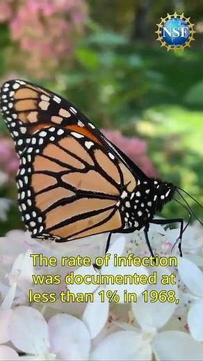 What's KILLING Butterflies? 🦋 #shorts #butterfly #monarch