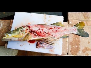 South Florida's BEST TASTING Fish | Catch Clean Cook (Snook)