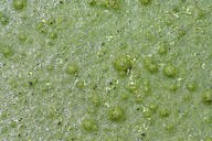 Algae Biofuel ( Real World ) | Earth Science