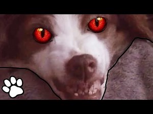 Tiny Evil Dogs 😈 | Funny Dog Compilation 2018