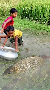 Amazing Little Boys Catching Fish By Hand In Rainy Water | Fishing Video | Rural Fishing BD