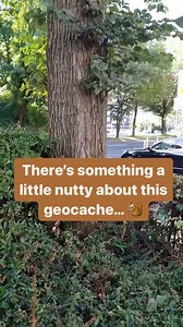 🐿️ This geocache is for the squirrels! 🐿️ 🤪 What clever cache containers drive you nuts? 🤪 Video by geocachingspain. Video: The video opens to a wooded area near a road. The camera pans to the ground as a geocacher reaches out and grabs a walnut hidden among the leaves. They hold it up to the camera, revealing a small plastic tube containing the logsheet glued to the underside of the nut shell. #geocaching #geocache #hiddeninplainsight #adventure #fun | Geocaching
