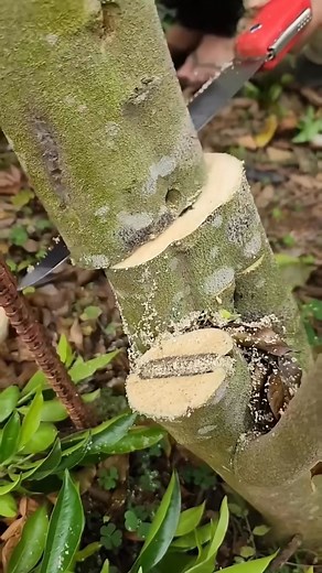 Agarwood 🪵 Tree 🌳 Farming | Kisan Farming