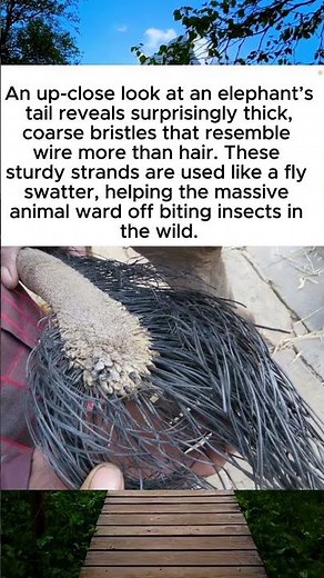 Up-Close: An Elephant's Tail