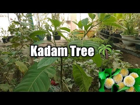 Kadam Plant Care II Kadam Tree II How to plant Kadam Tree II Cadamba II Burfflower Tree