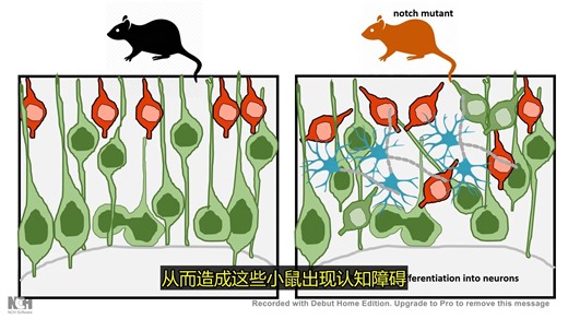 Notch 信号通路在发育与疾病中的作用