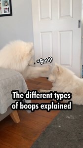 293K views · 10K reactions | Dog boops are a form of creative expression and Teddy is a master booper. There are many different boops in Teddy's repertoire which we think its important to document  | Poppet and the Wolf Pack | Facebook