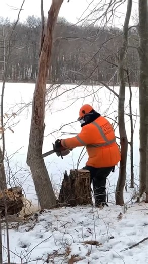 In this firewood "compilation" video I show you my top 3 tree felling screw ups, although two of them actually made it to the ground. #firewood #stihl #stihlchainsaw #fellingtrees #hilarious fblifestyle | Joe's Premium Firewood