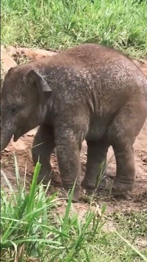 Adorable Baby Elephant Playing in the Mud | Cutest Wildlife Moments | #shots #elephant #animals