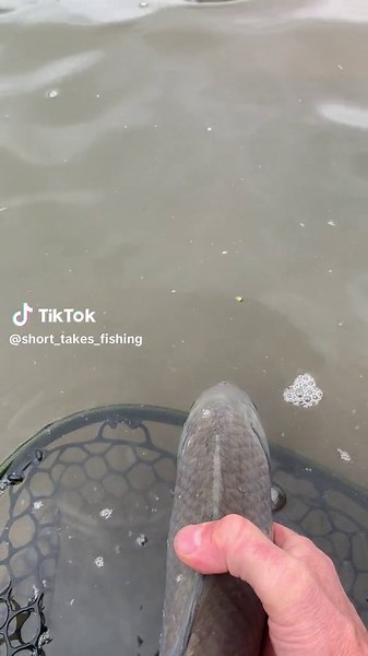 Smallmouth Buffalo, Ictiobus bubalus. An awesome North American native sucker. Practice responsible harvest and respectful release. Native fish are awesome! #smallmouthbuffalo #Ictiobusbubalus #sucker #suckerfishing #nativefish #nativespecies #minnesotafishing #fish #fishing #suckerfish #fyp #nativefishfortomorrow #multispeciesfishing #shorefishersmanifesto