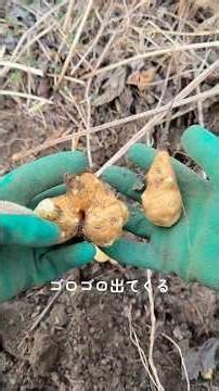 菊芋を収穫してみた #秩父 #自然 #田舎 #田舎暮らし #日常