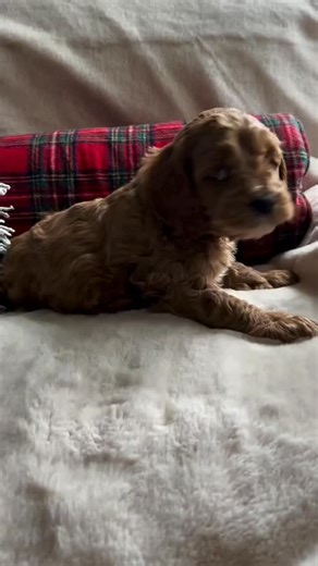 Cockapoo Corner | @willowlanepuppy is excited to about the adorable litter of cockapoo puppies!💕 • Before these precious pups find their forever home,... | Instagram