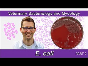 Escherichia coli (Part 2) - Veterinary Bacteriology and Mycology