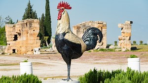 Thieves Make Off With 6-Foot Rooster Statue From Texas Business: VIDEO