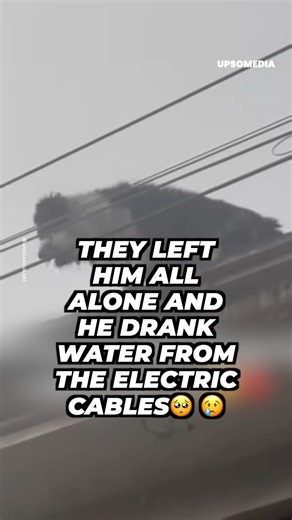 96K views · 6.8K reactions | They left him to his fate on the roof and he drank water from the power lines… credits https://www.tiktok.com/@africaaguilar1 | The Kiwi | Facebook