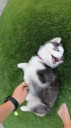 Cute Pomsky Puppy loves getting pet! | Cute puppie videos