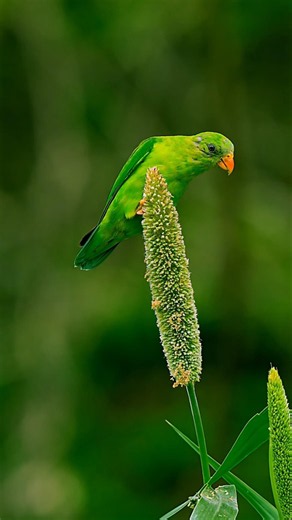 Most colorful birds caught on camera! 🌈📸 #shorts #wildlife #photography #nature #birds