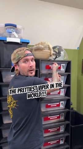 This Stunning Viper Might Be the Most Beautiful Snake Ever Filmed