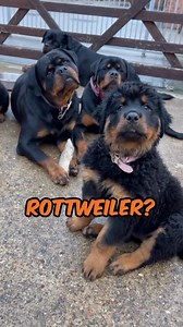 Fluff-weiler long haired rottweiler 🇩🇪 Their physique and presence is recognised by all a true icon in the canine world Owner @kaiboss_kennels If you’re interested in content like this & collaborating with us Drop us a DM @pawpointuk ➖ ➖ ➖ #rottweiler | PAW POINT UK