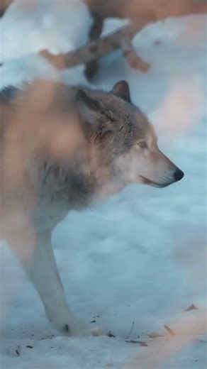 Rare Footage of Wolves in the Wild #animals #shorts