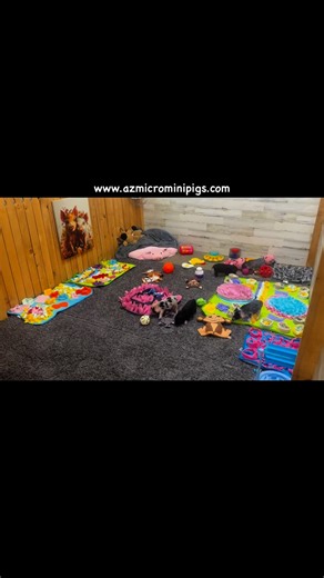 #azmicrominipigs #minipigs #pigs #julianapigs #farm #oink #arizona #piglets #exotics #pet #animal | AZ Micro Mini Pigs