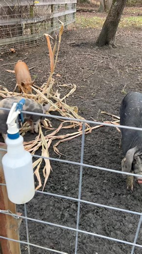 The level of happiness corn stalks make them just melts the heart. They sure are enjoying everyone’s fall decorations so keep um commin! | First Go Farm, LLC