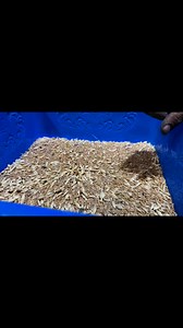Wheat cleaning machine | Punjab engineering Indore 8982325000 | Punjab Engineering Corporation