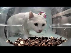 We Checked Up On Mr. Shock's Feeder in 2025... 💞😸 Street Cat Short