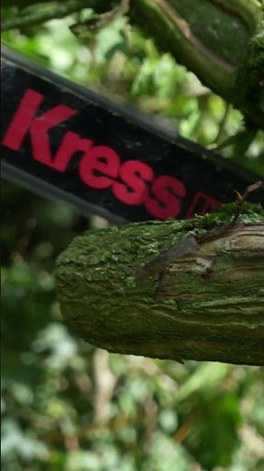 the Kress Commercial 60V Chainsaw! 💪🌳